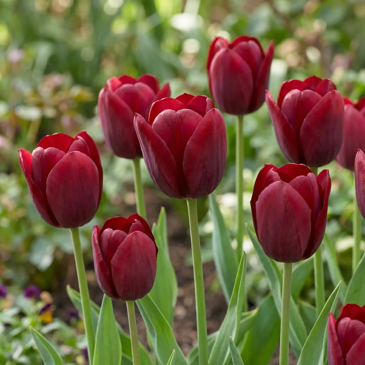 Tulipa National Velvet natural garden angle