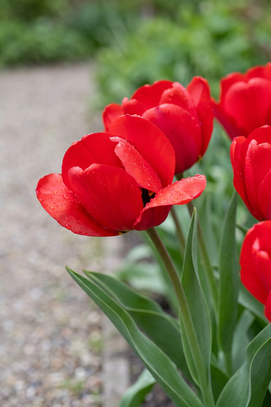 Detail van de bloemblaadjes van Tulipa Seadov