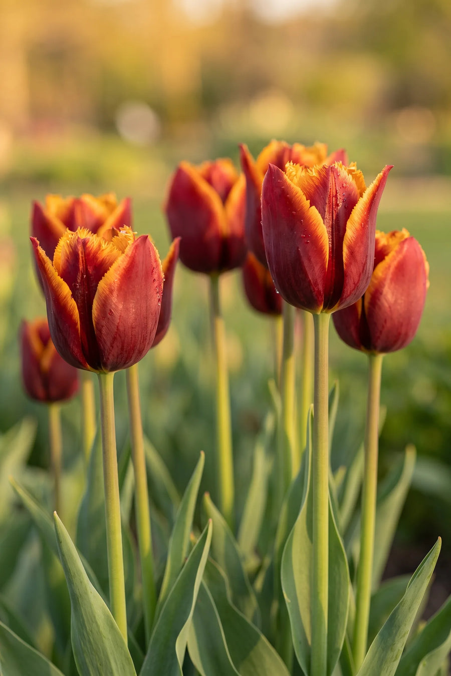 Detail van de bloemblaadjes van Tulipa Muvota