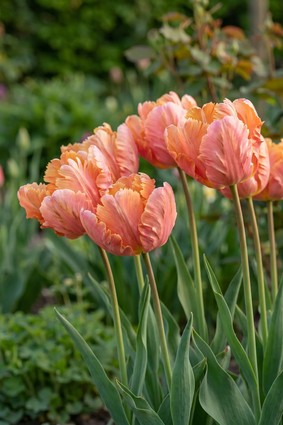 Detail van de bloemblaadjes van Tulipa Amazing Parrot