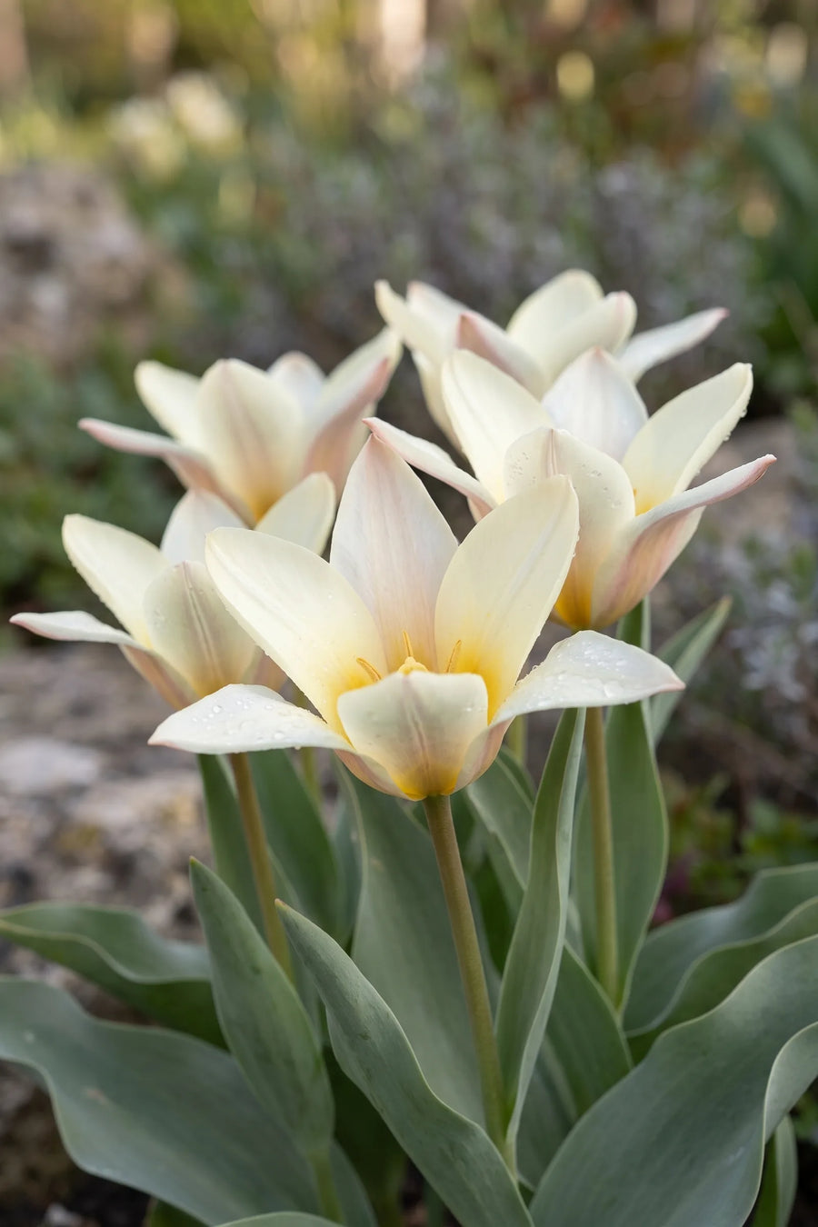Detail van de bloemblaadjes van Tulipa Concerto