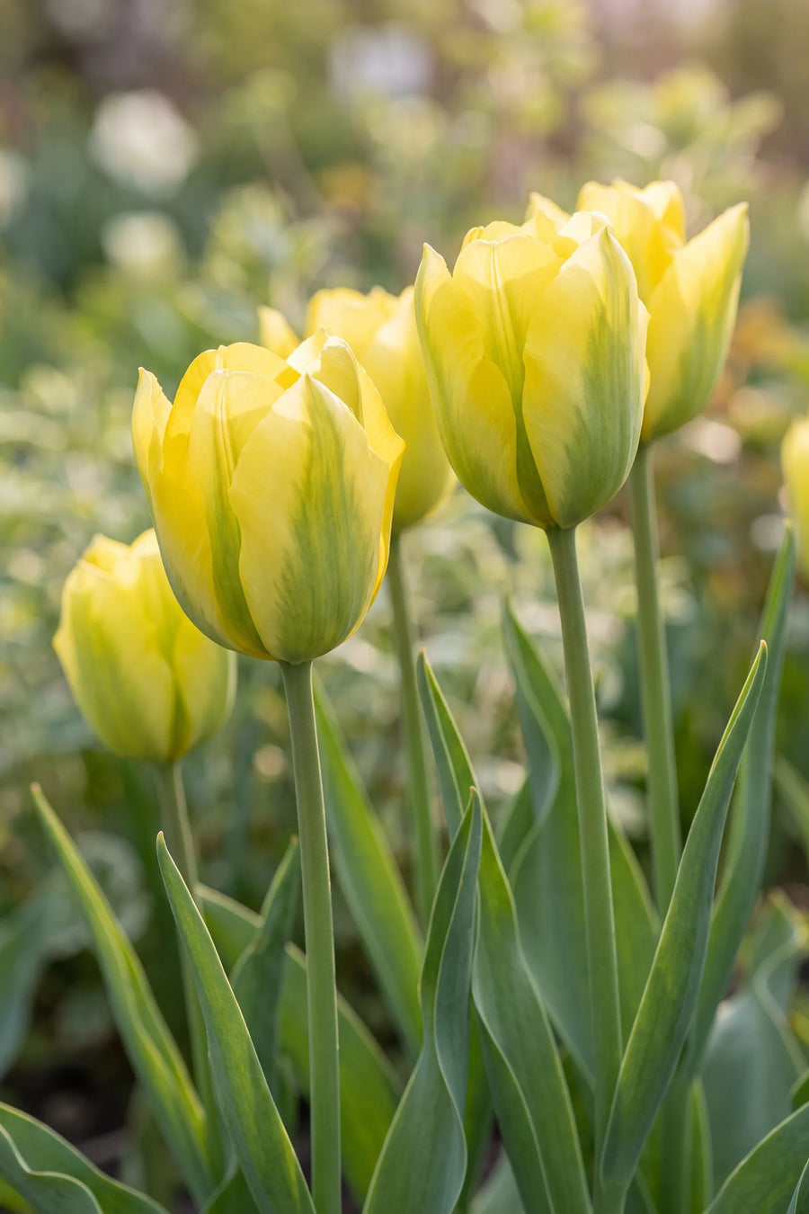 Detail van de bloemblaadjes van Tulipa Formosa