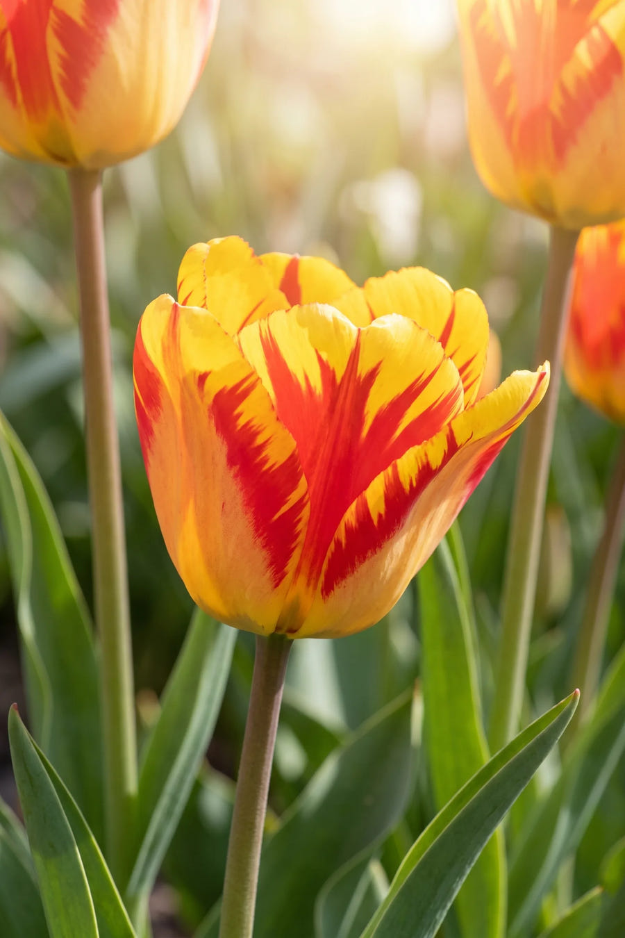 Detail van de bloemblaadjes van Tulipa Banja Luka