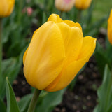 Tulipa Strong Gold playful detail