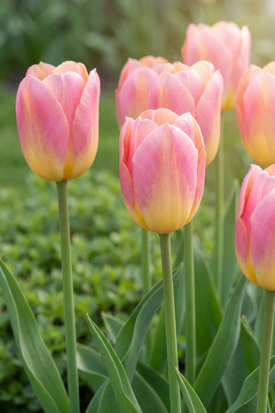 Detail van de bloemblaadjes van Tulipa Tom Pouce