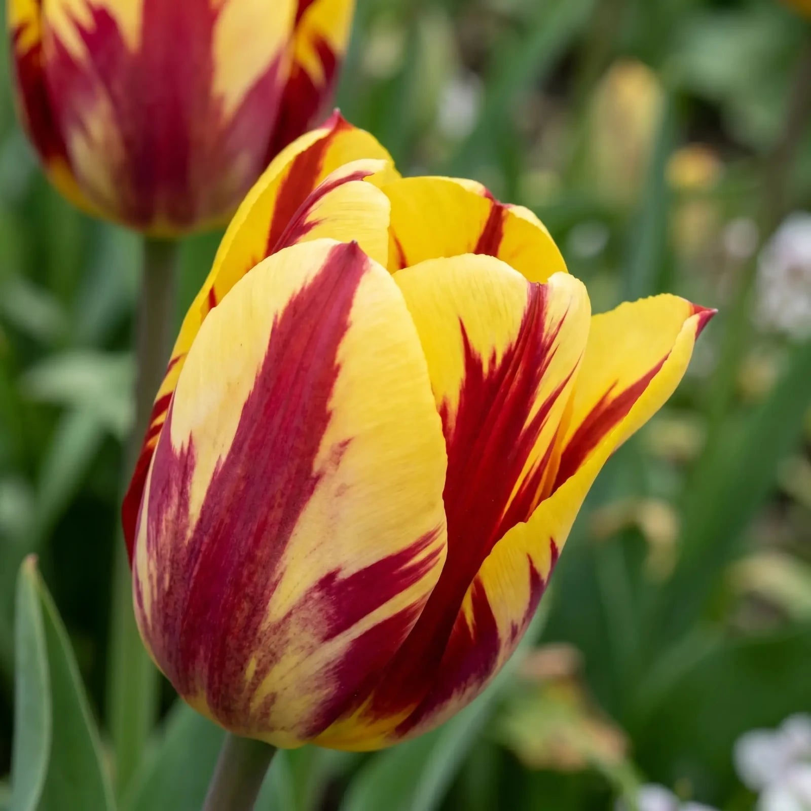 Tulipa Helmar playful detail
