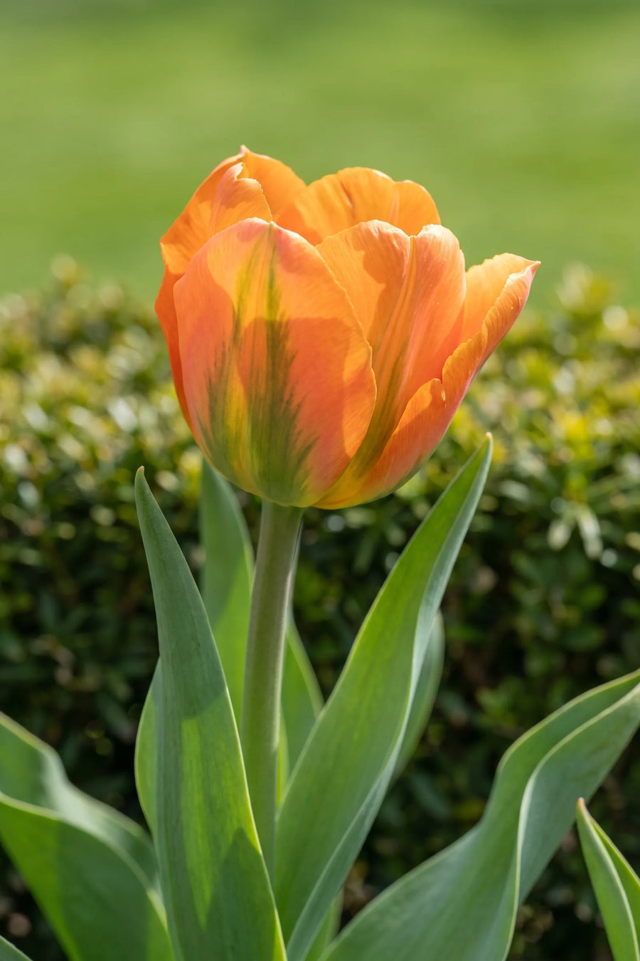 Detail van de bloemblaadjes van Tulipa Orange Emperor