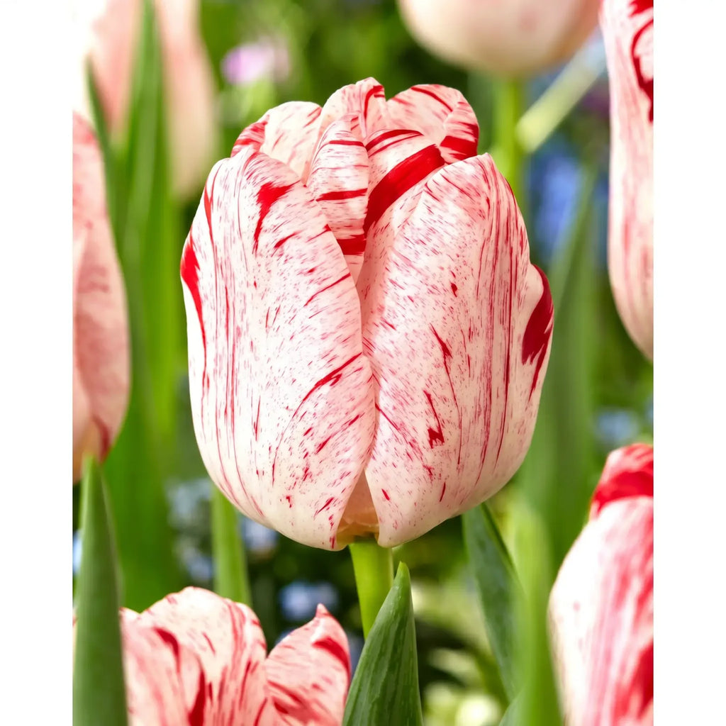 Tulipa One Direction playful detail