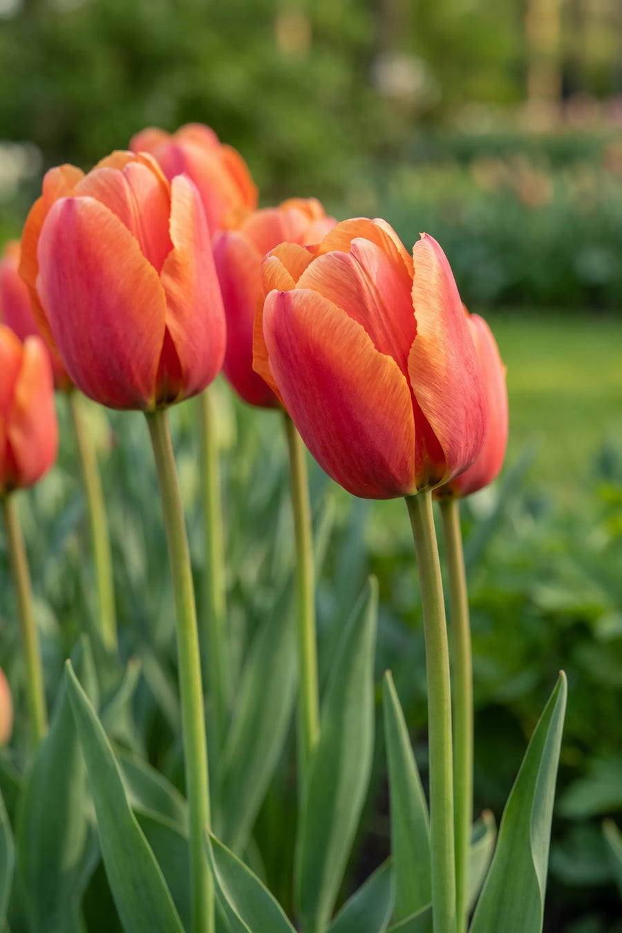 Detail van de bloemblaadjes van Tulipa Miss Brandy