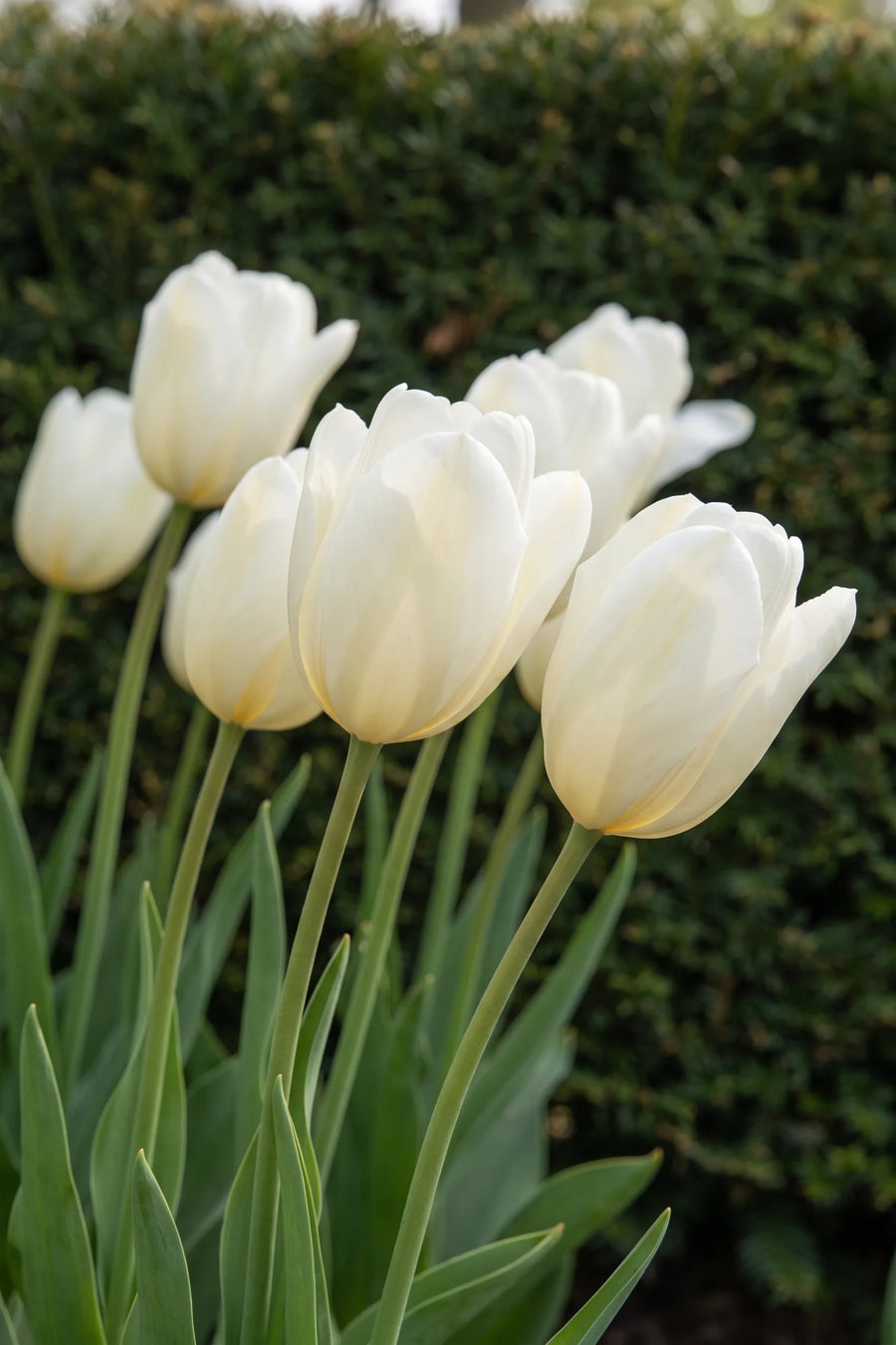 Detail van de bloemblaadjes van Tulipa Royal Virgin
