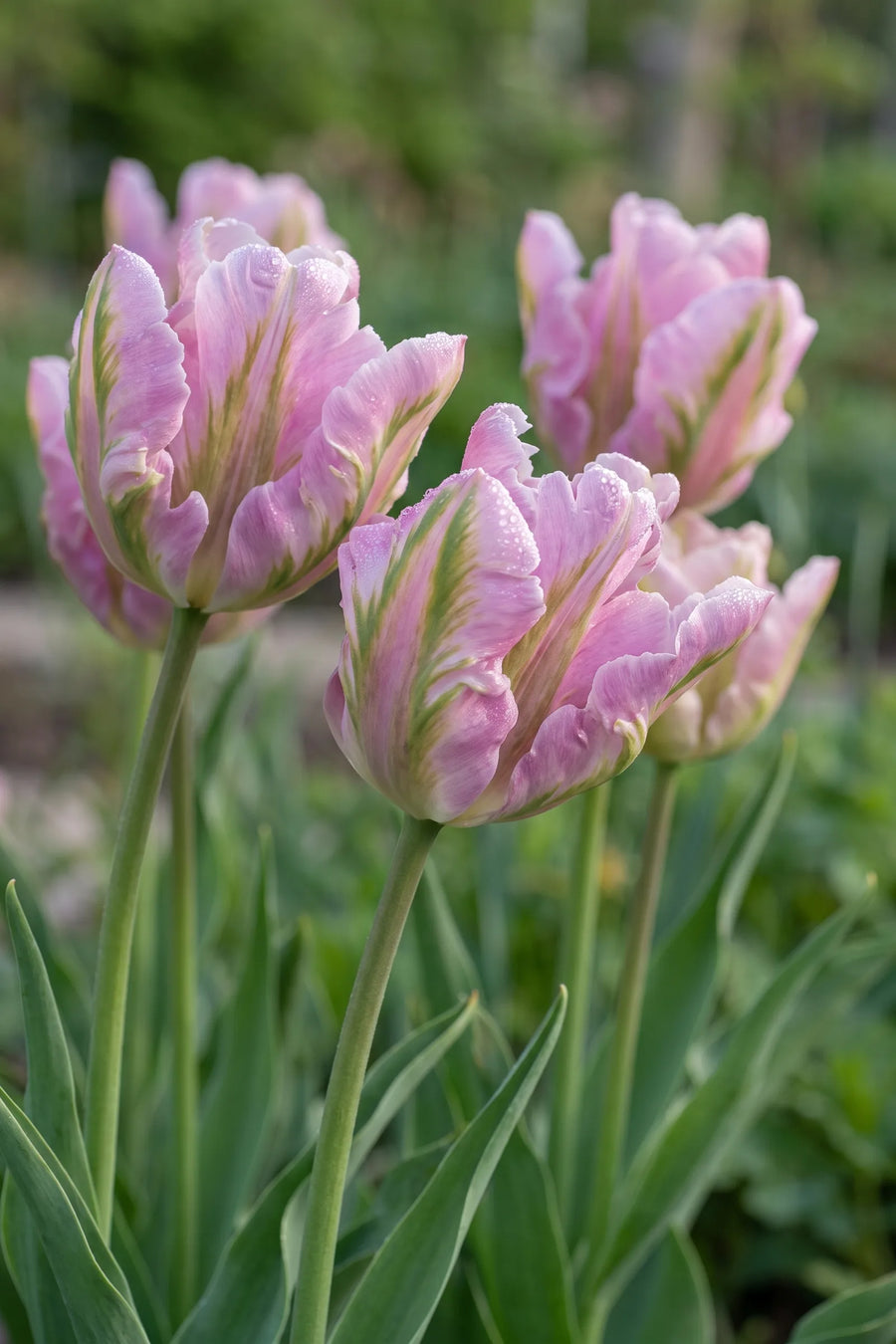 Detail van de bloemblaadjes van Tulipa Green Wave