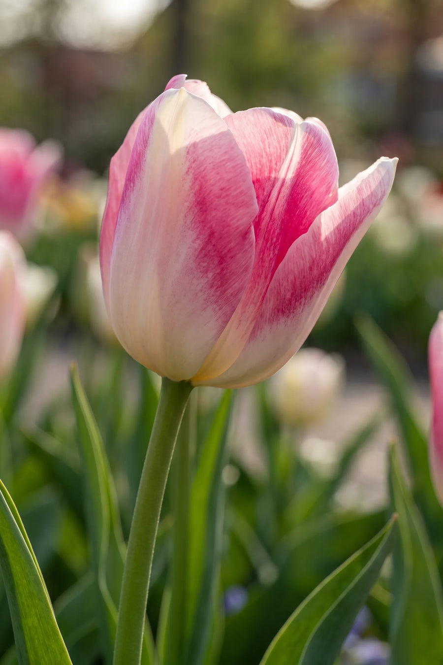 Detail van de bloemblaadjes van Tulipa Infinity