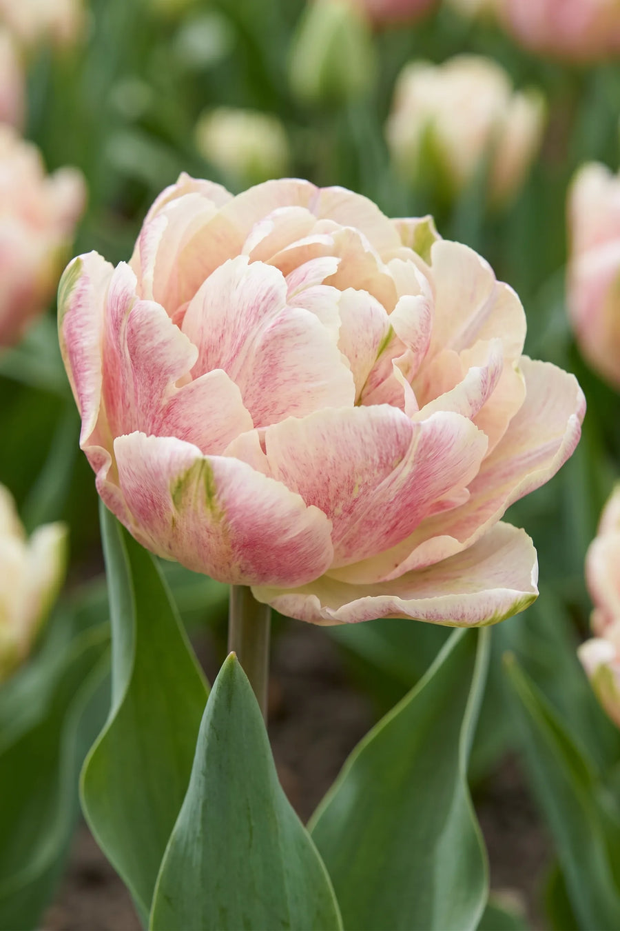 Detail van de bloemblaadjes van Tulipa Silk Road