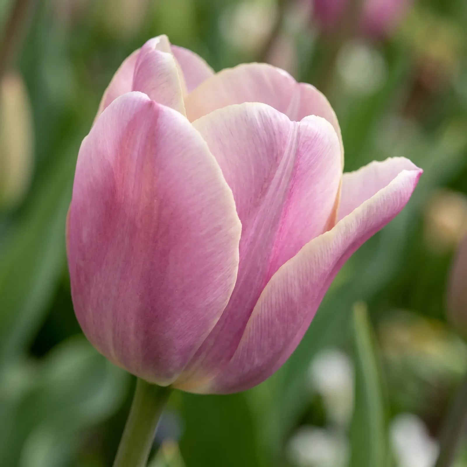 Tulipa Silver Cloud playful detail