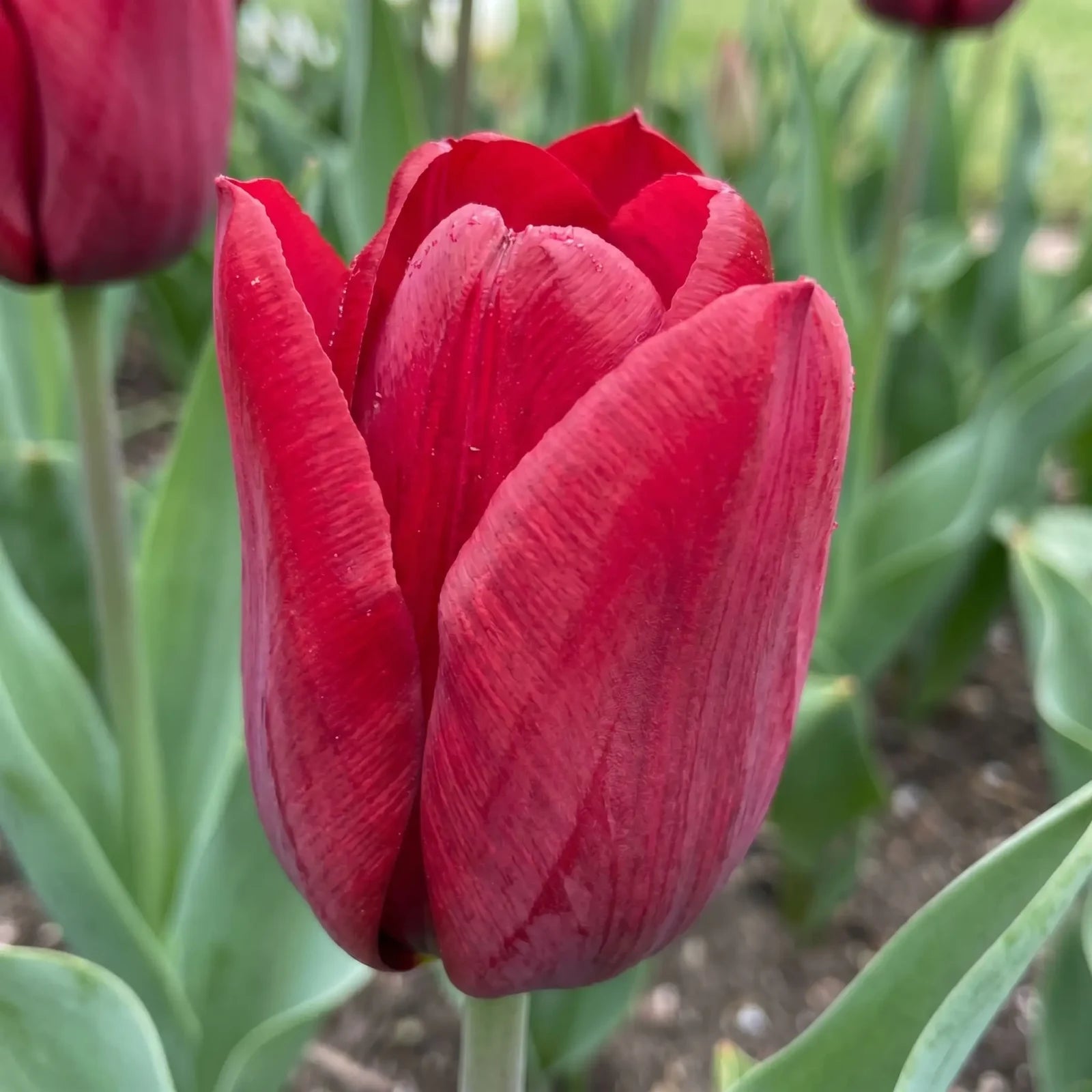 Tulipa Seadov playful detail