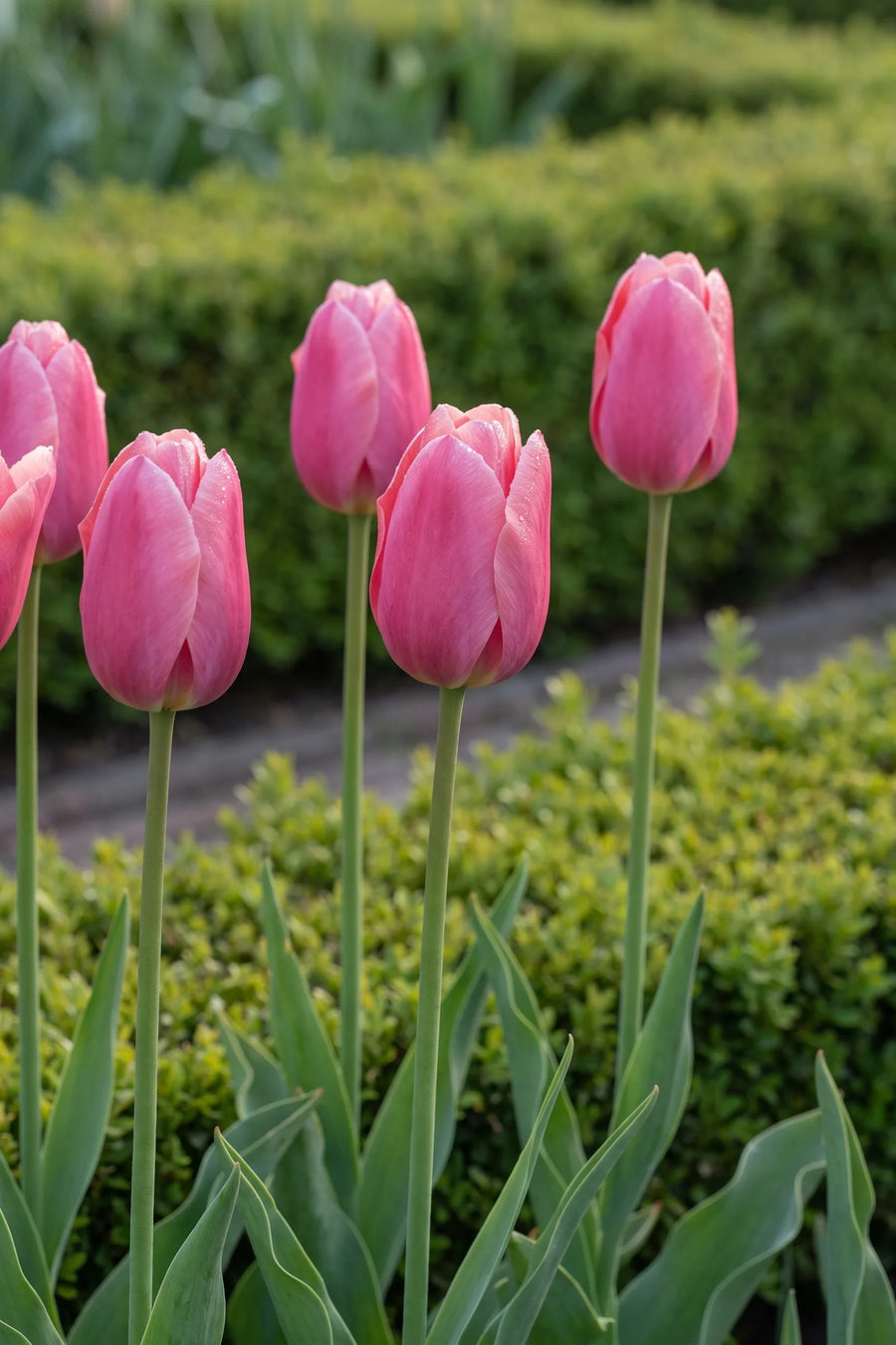 Detail van de bloemblaadjes van Tulipa Pink Ardour