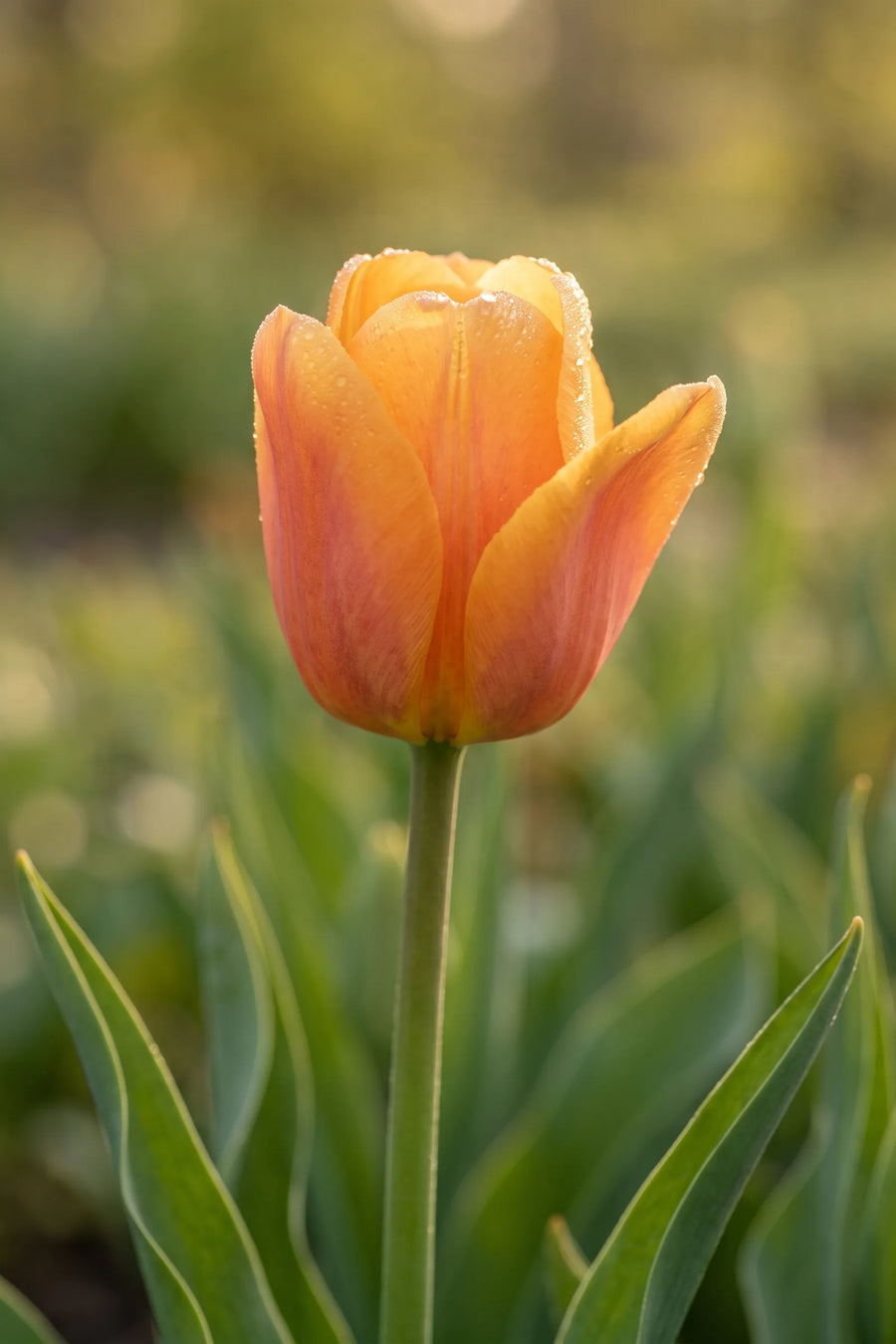 Detail van de bloemblaadjes van Tulipa Bellville