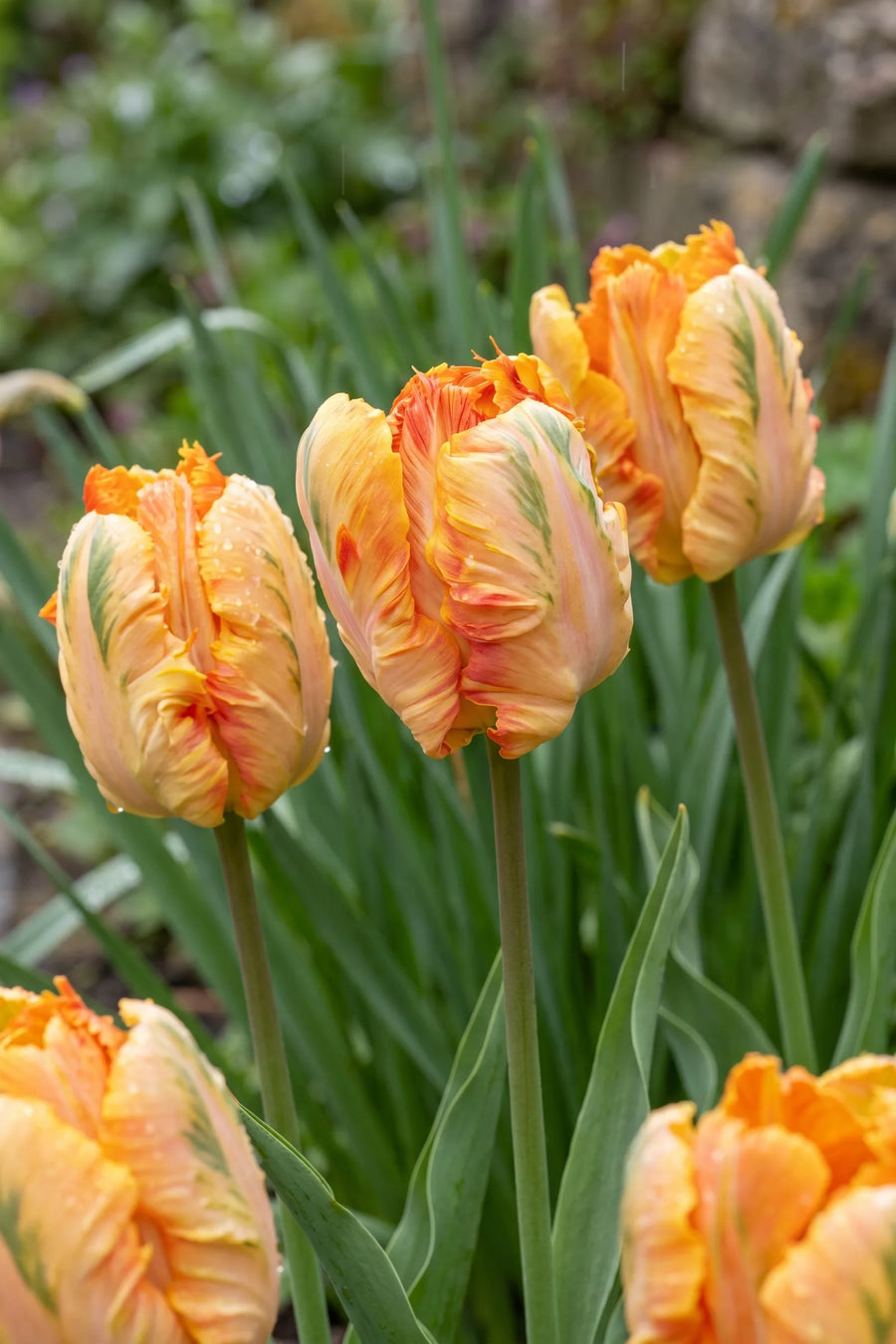 Detail van de bloemblaadjes van Tulipa Parrot King