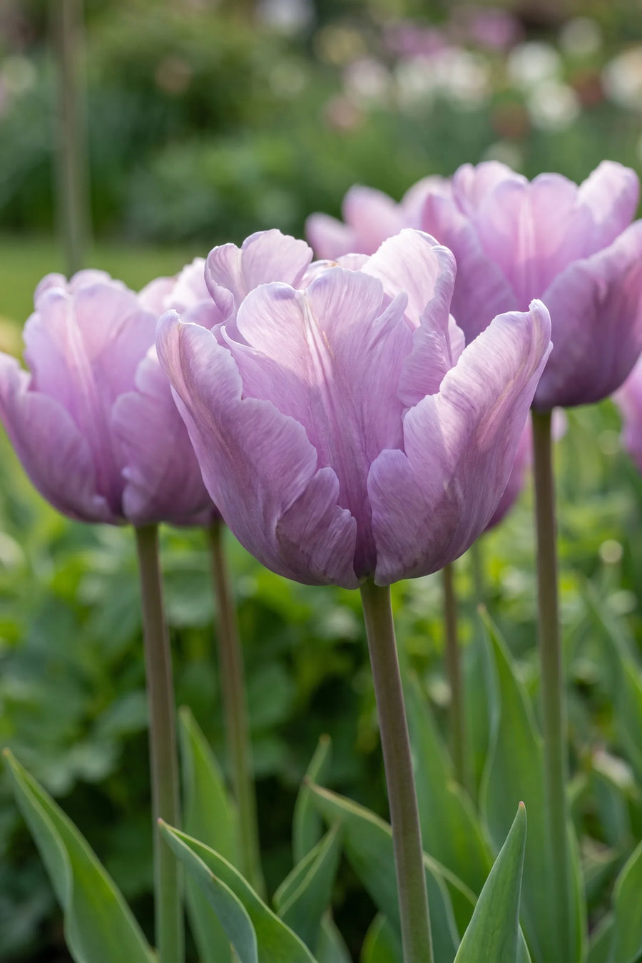 Detail van de bloemblaadjes van Tulipa James Last