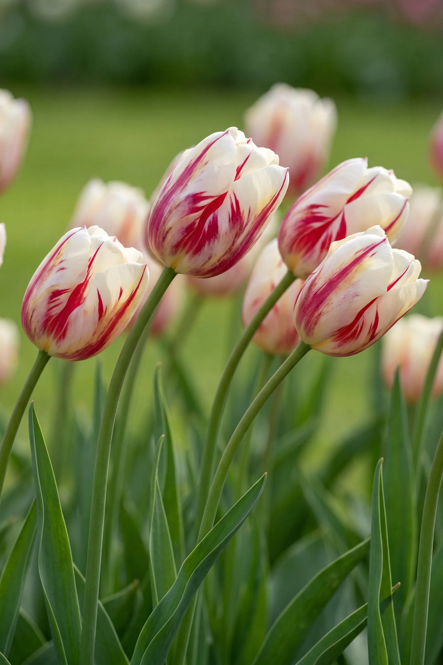 Detail van de bloemblaadjes van Tulipa Grand Perfection