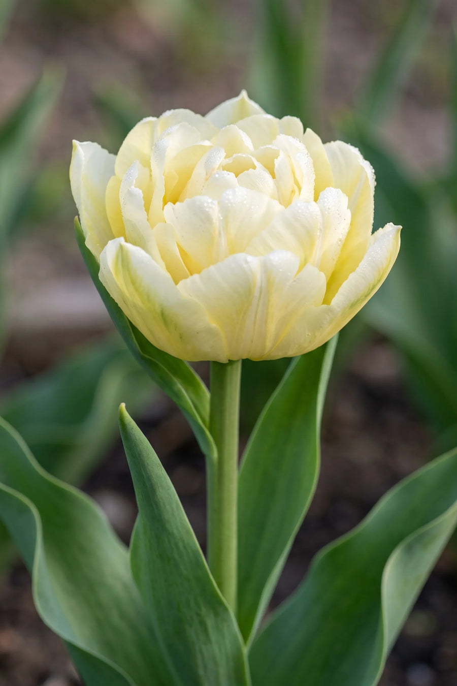 Detail van de bloemblaadjes van Tulipa Verona
