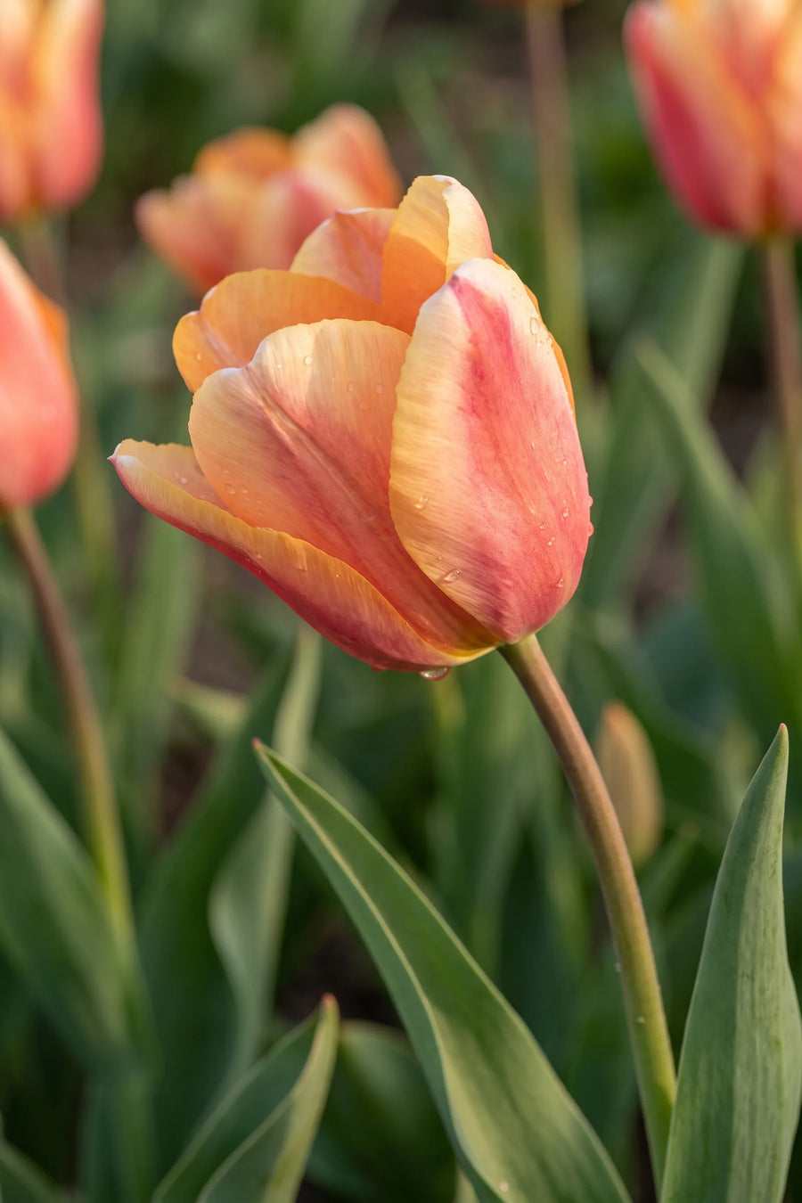 Detail van de bloemblaadjes van Tulipa Apricot Foxx
