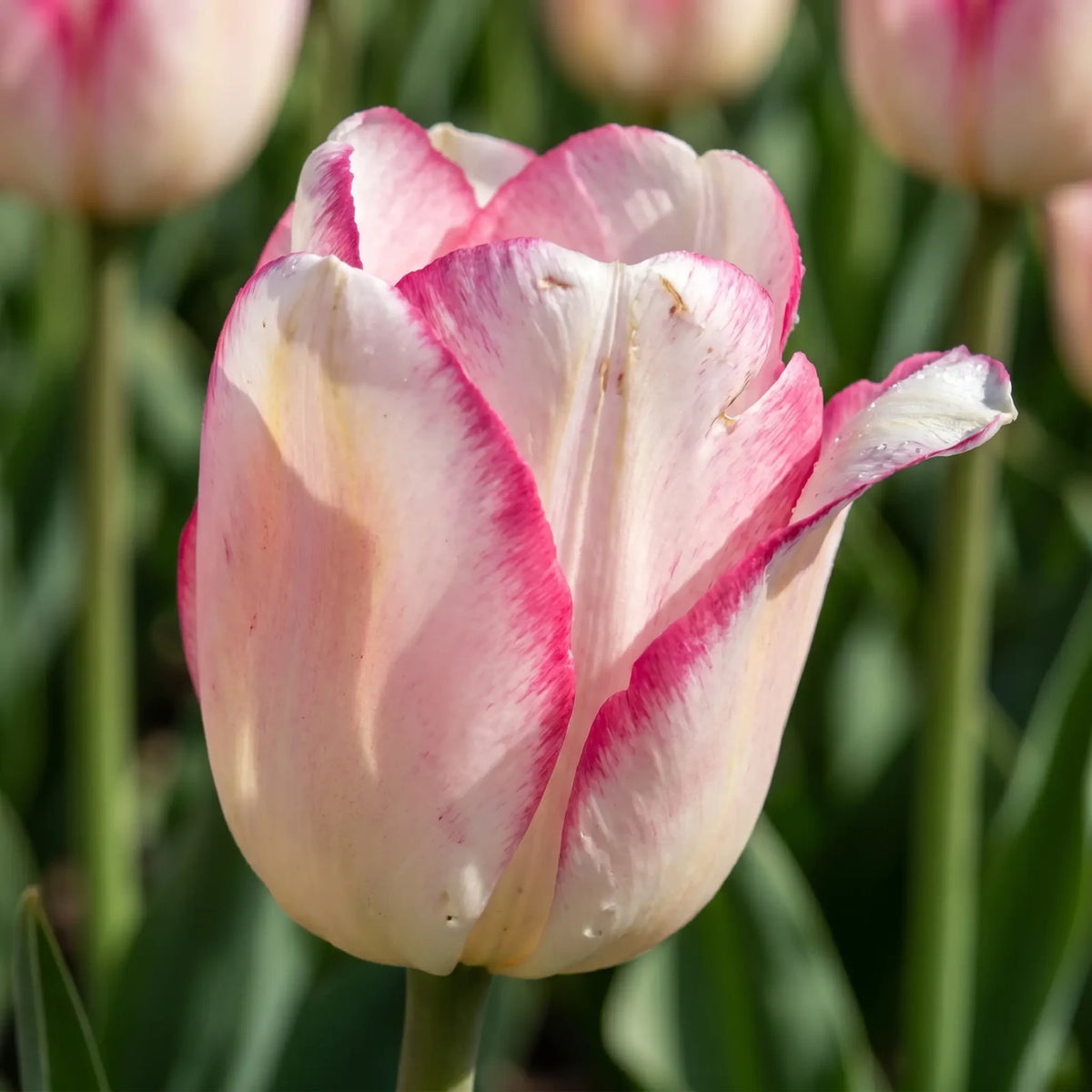 Tulipa Mata Hari playful detail