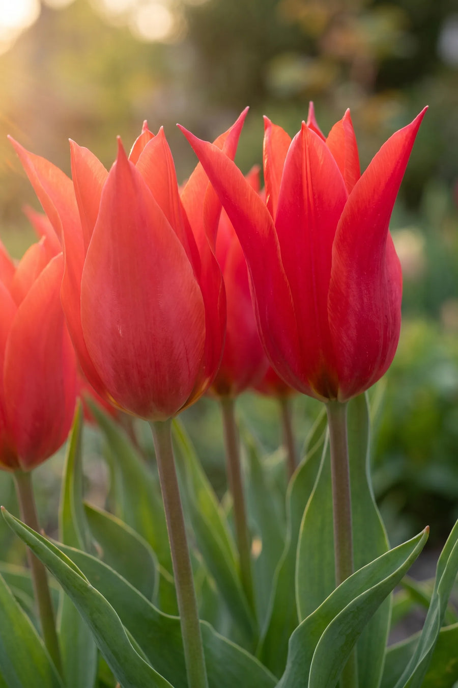 Detail van de bloemblaadjes van Tulipa Red Emperor
