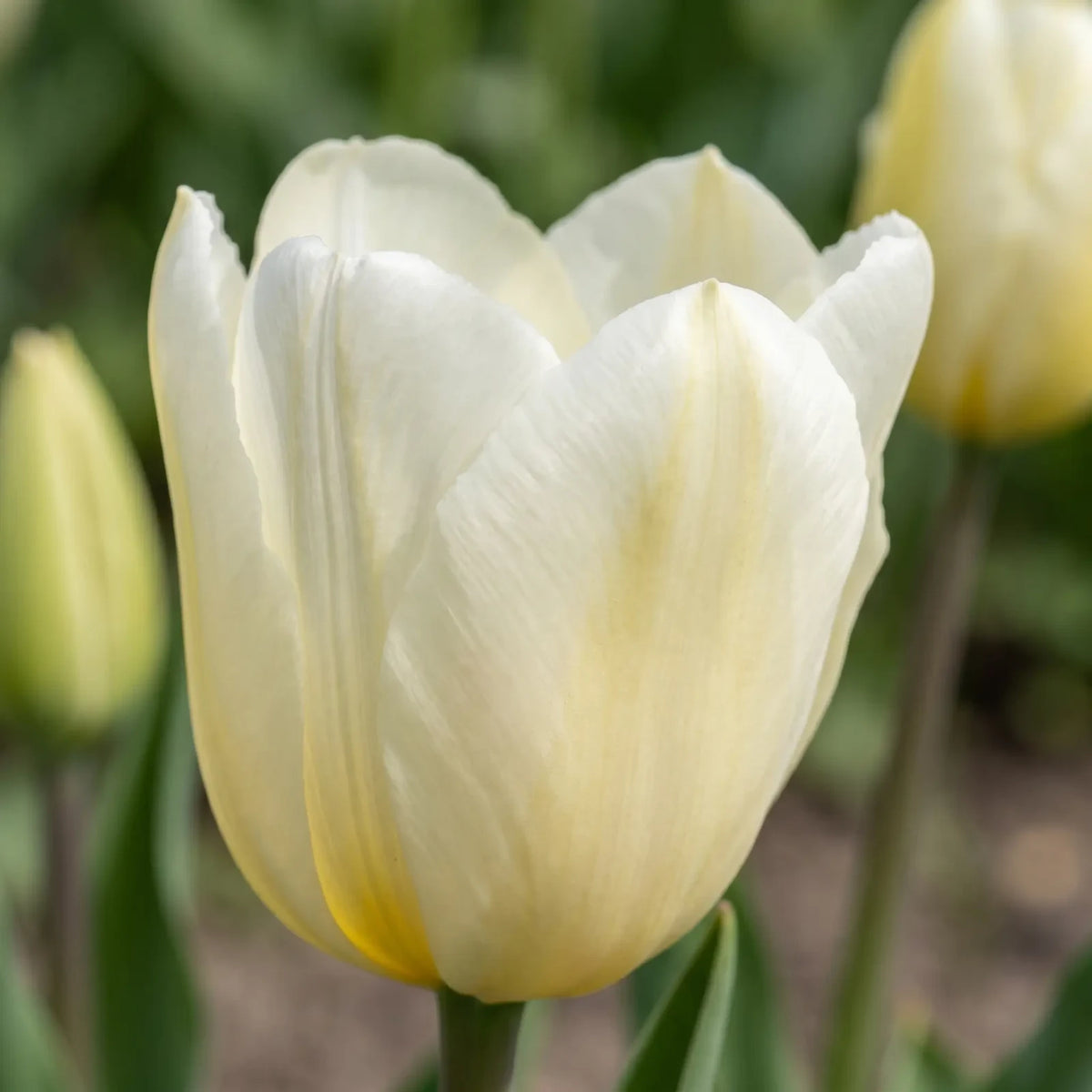 Tulipa Francoise playful detail