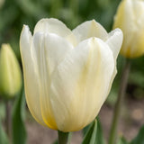 Tulipa Francoise playful detail