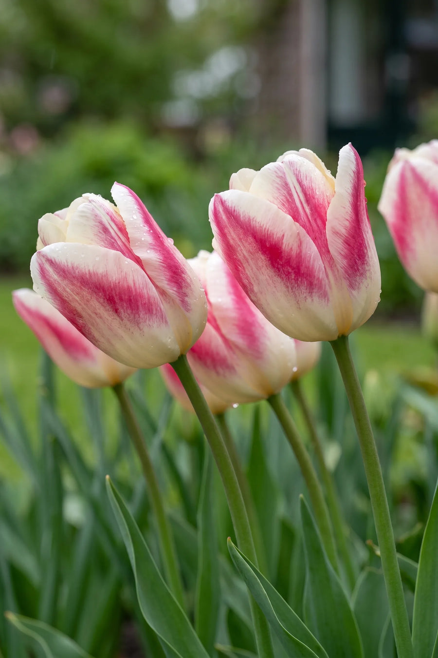 Detail van de bloemblaadjes van Tulipa Mata Hari