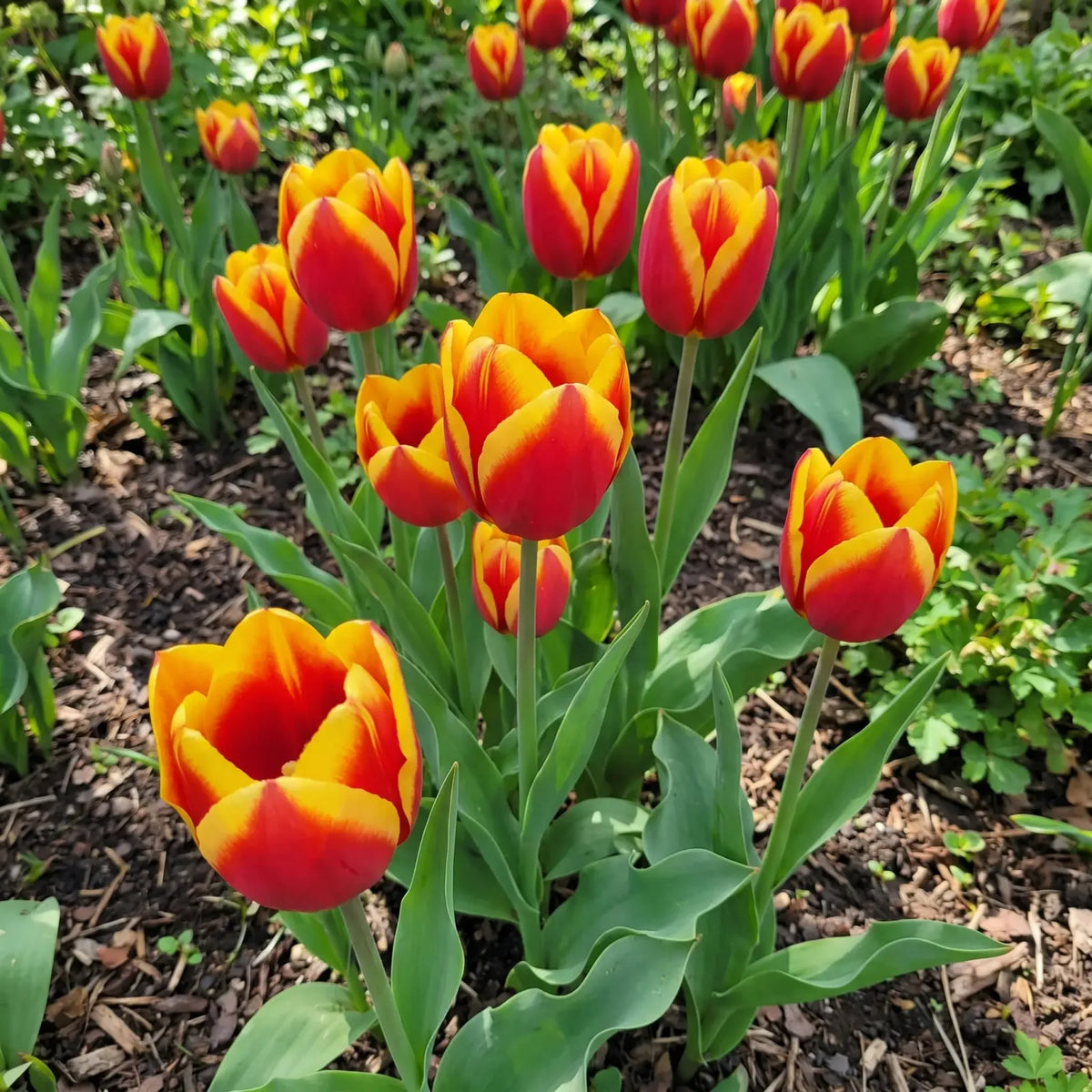 Tulipa Dow Jones real-life garden
