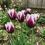 Tulipa Spitsbergen real-life garden