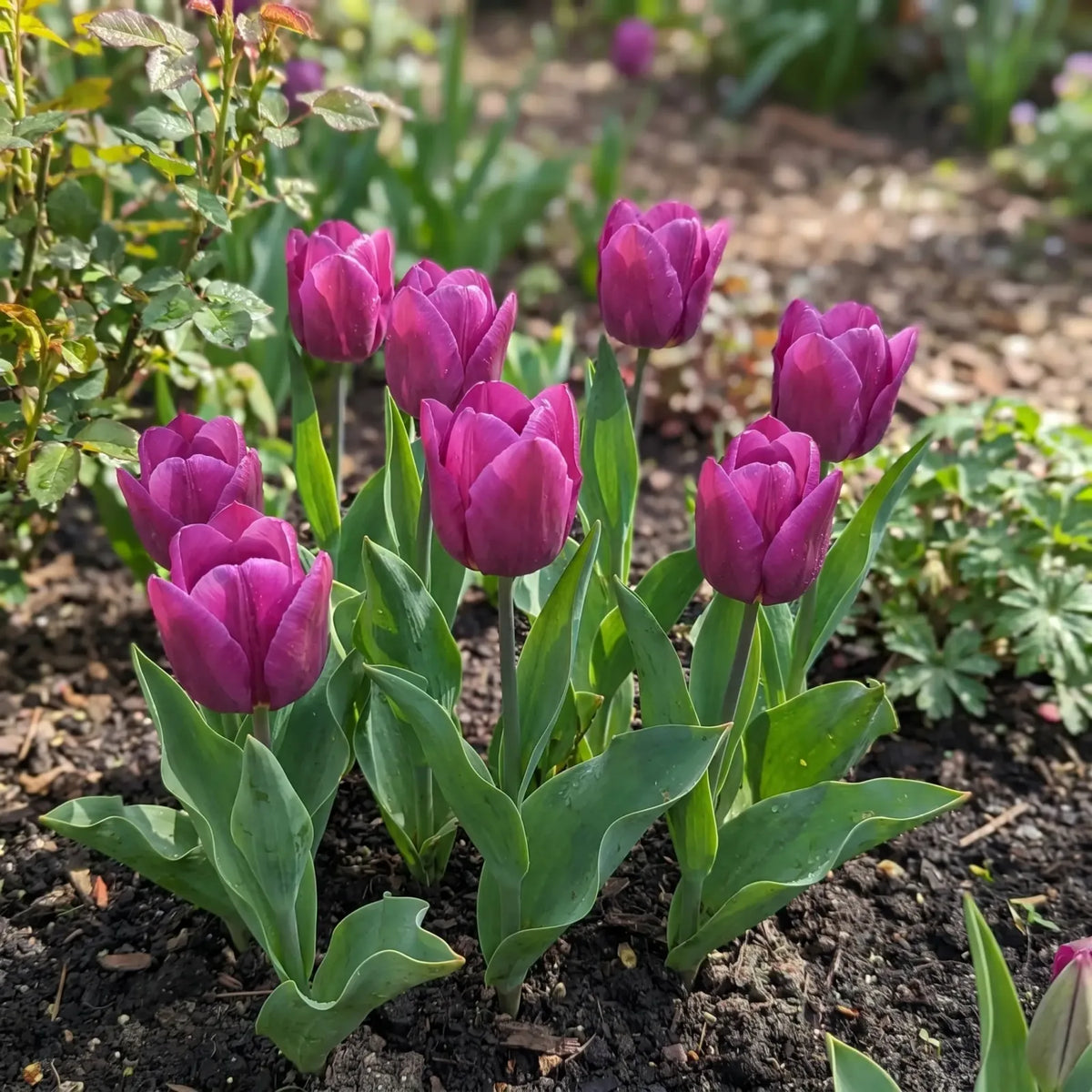 Tulipa Passio Glossy real-life garden
