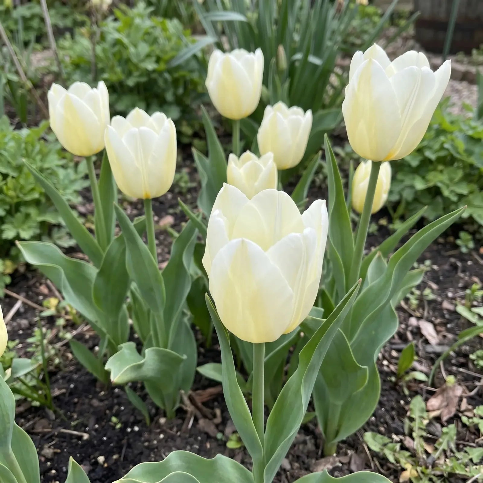 Tulipa Francoise real-life garden
