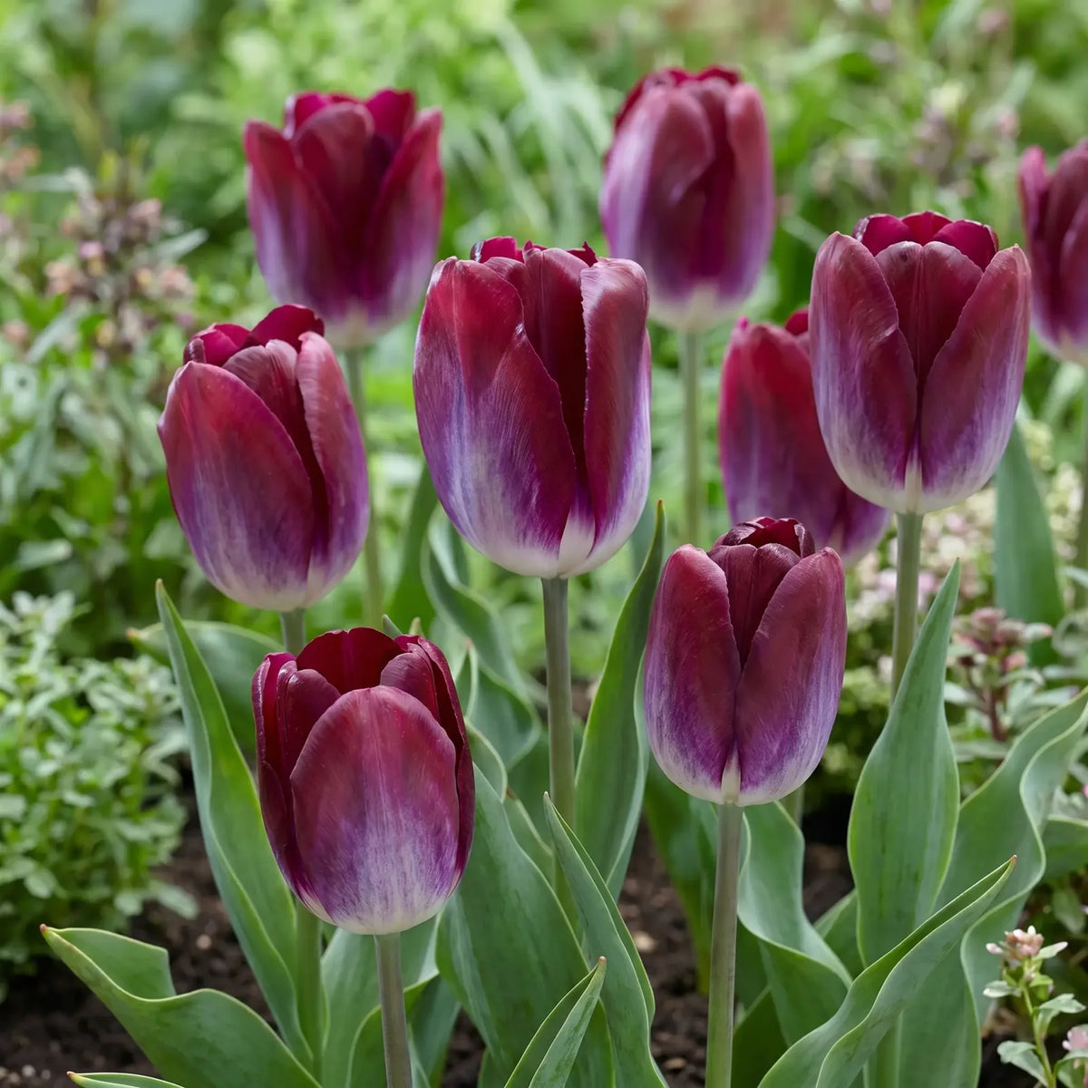 Tulipa Kansas Proud real-life garden