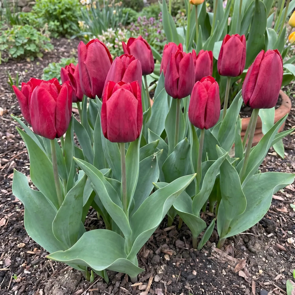 Tulipa Seadov real-life garden