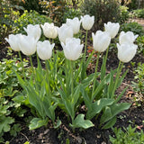 Tulipa Royal Virgin real-life garden