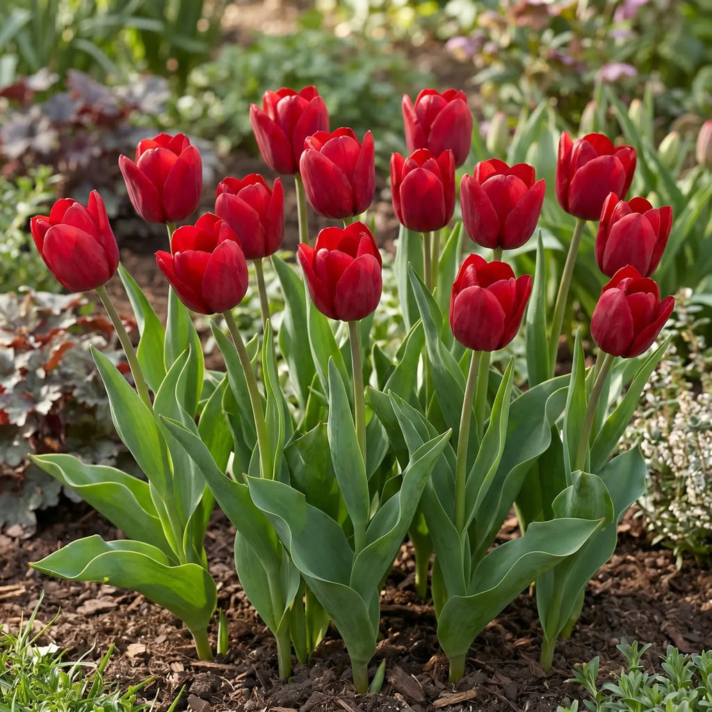 Tulipa Ile de France real-life garden
