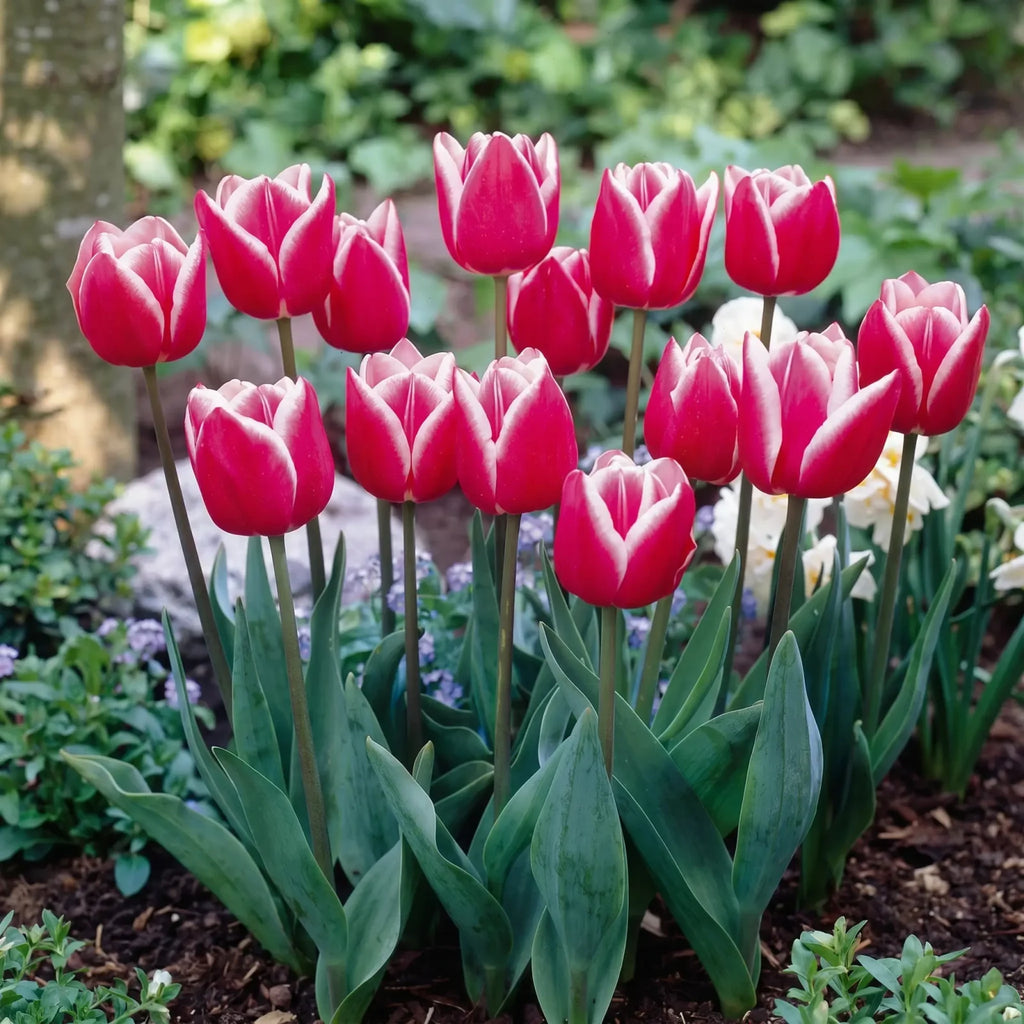 Tulipa Leo Visser real-life garden