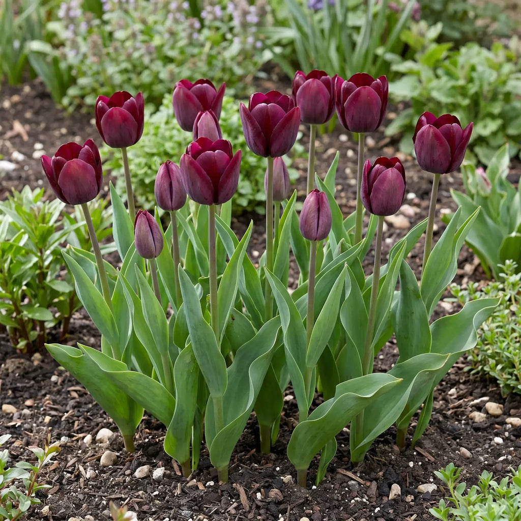Tulipa Ronaldo real-life garden