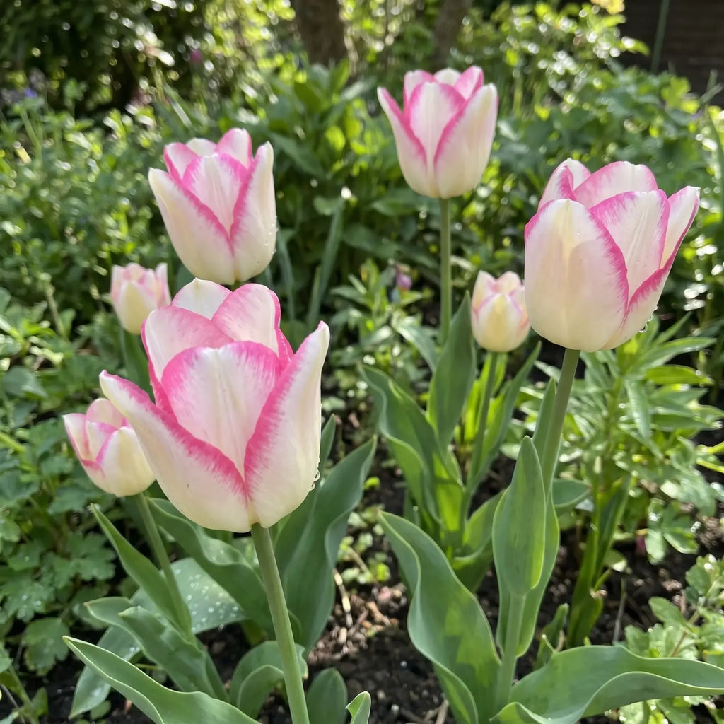 Tulipa Mata Hari real-life garden