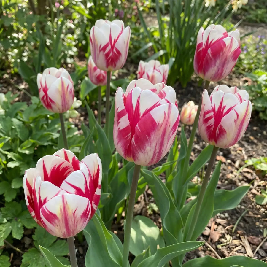 Tulipa Spryng Break real-life garden