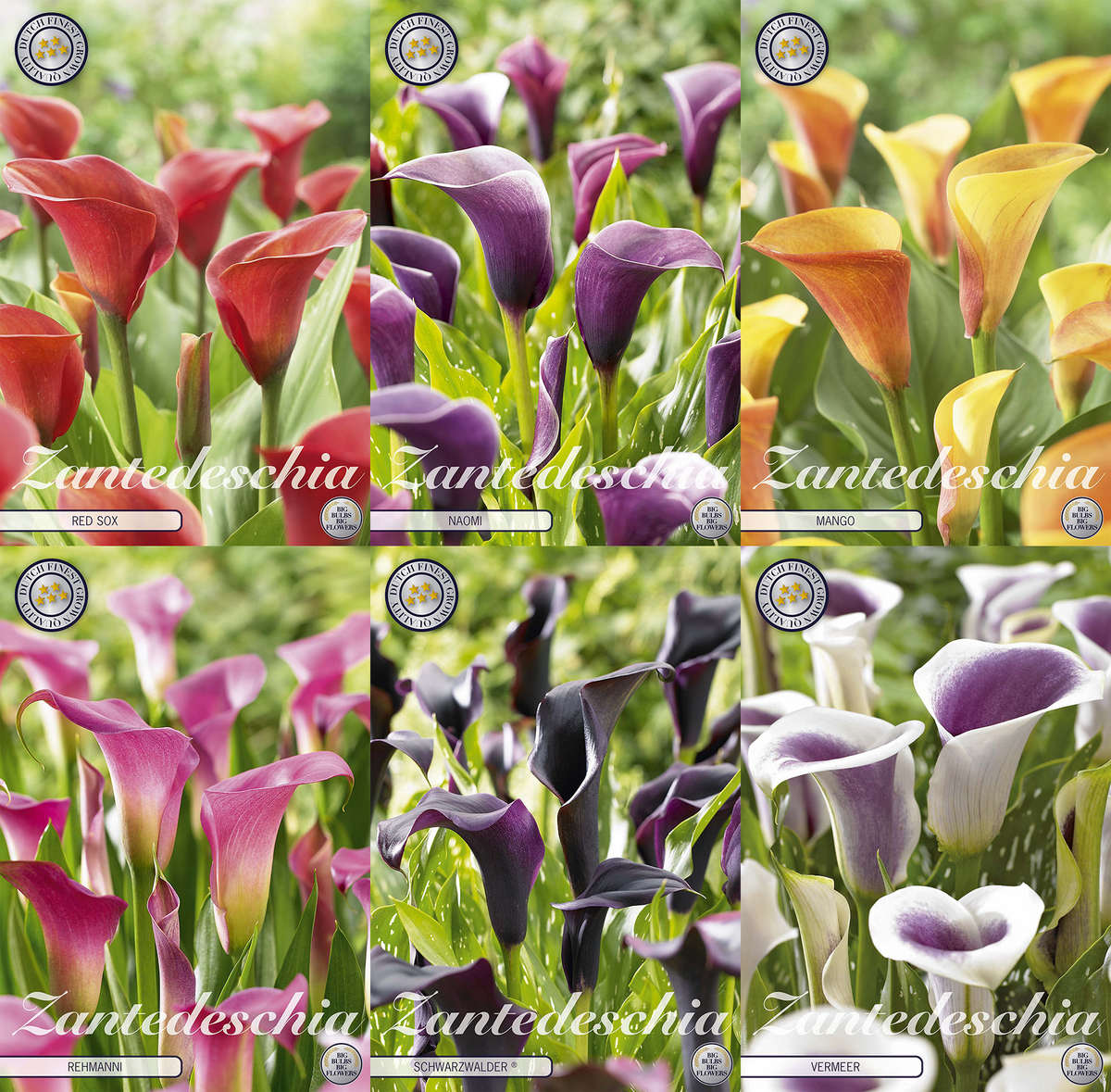 Calla (Zantedeschia) – Rich Tones
