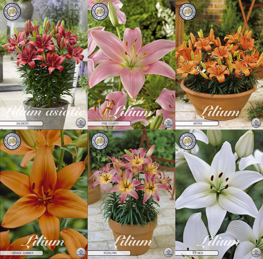 Lily Pots – Compact