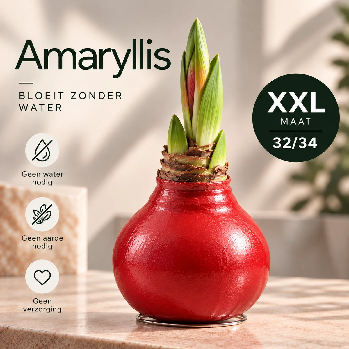 Amaryllis Red Wax