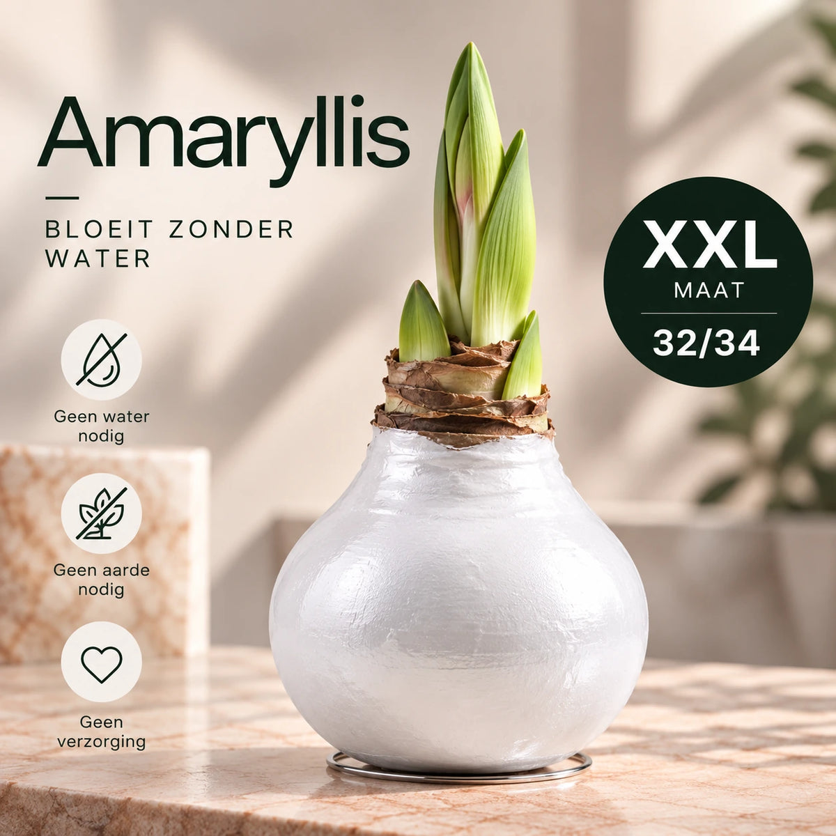 Amaryllis White Wax
