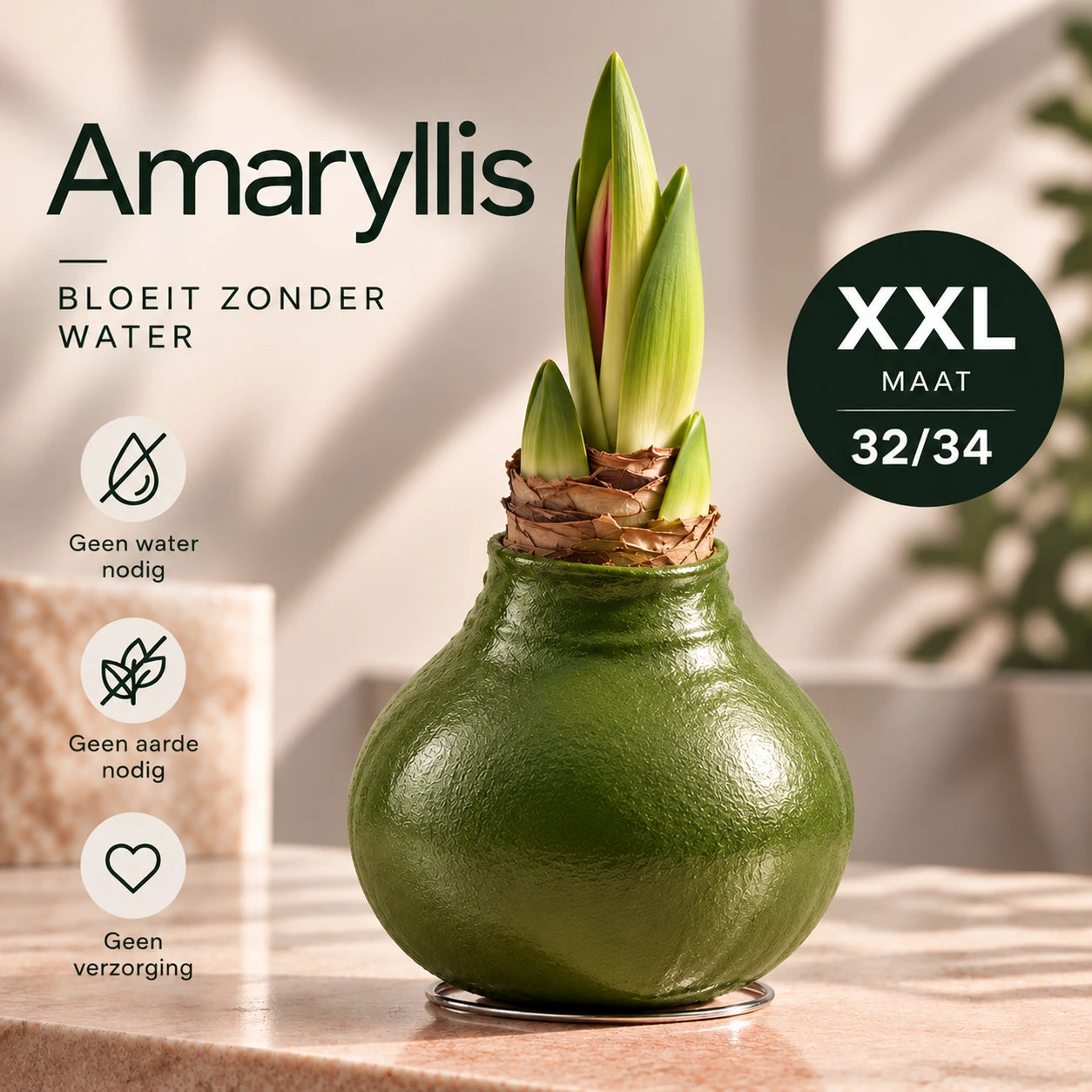 Hippeastrum Green Wax