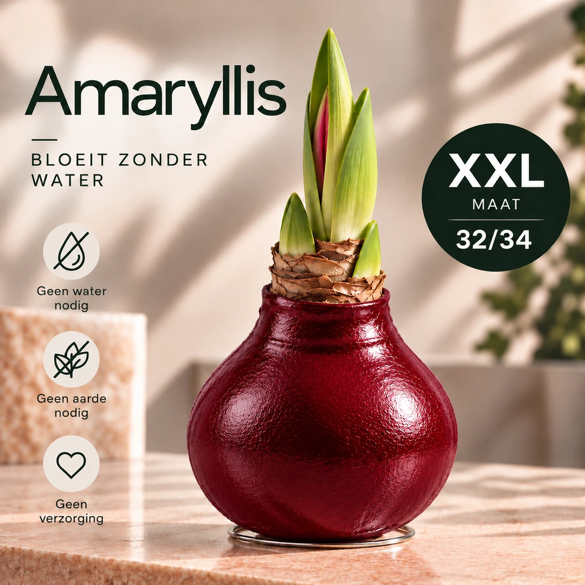 Hippeastrum Bordeaux Wax