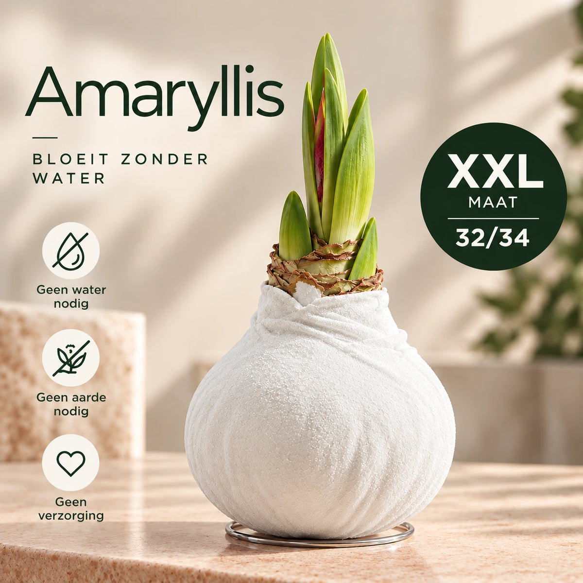 Hippeastrum White Velvet Wax
